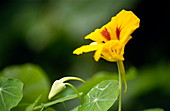 Nasturtium flower (Tropaeolum majus)