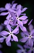 Blue phlox flowers (Phlox divaricata)