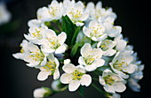 Japanese plum blossom (Prunus salicina)