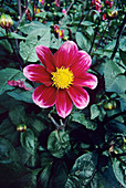 Mignon Dahlia 'Repita' flower