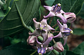 Crown plant (Calotropis gigantea)