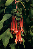 Fuchsia flowers (Fuchsia petiolaris)