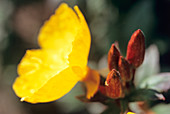 Sundrop (Oenothera fruticosa) flower