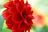 Dahlia 'Grenadier' flower