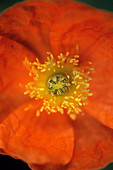 Iceland poppy (Papaver nudicaule) flower