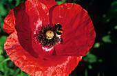 Corn poppy flower