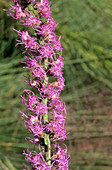 Gayfeather flowers (Liatris tenufolia)