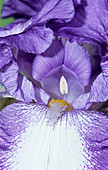 Iris 'Blue Staccato' flower