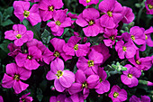 Aubrieta 'Cascade' flowers