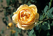 Rose 'Golden Celebration' flower