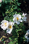 Rose 'Nevada' flowers