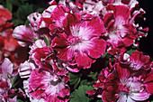 Regal geranium 'Peter's Choice' flowers