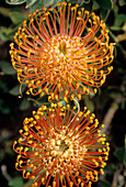 Protea pincushion flowers
