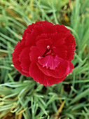 Carnation Dianthus 'Devon General'