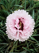 Carnation (Dianthus 'Raspberry Sundae')