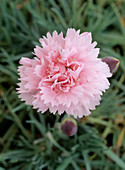 Carnation (Dianthus 'Candy Floss')
