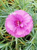Carnation (Dianthus 'Tickled Pink')