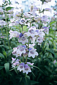 Penstemon 'Stapleford Blue' flowers