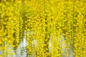 Weeping willow (Salix babylonica)