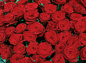 Red roses (Rosa sp.)