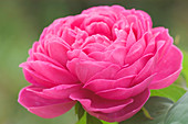 Rose (Rosa 'Molineux')