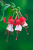 Fuchsia 'Cardinal Farges'