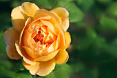 Garden rose (Rosa sp.)