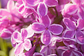 Lilac (Syringa vulgaris 'Sensation')