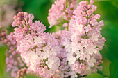 Lilac (Lilac vulgaris)