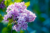 Common lilac (Syringa 'Sensation')