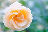 Old garden rose (Rosa 'Lady Hillington')