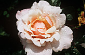 Rose (Rosa 'Valentine Heart') flower