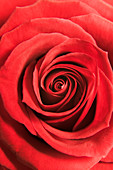 Red rose (Rosa sp.)