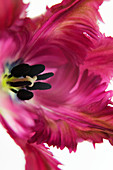 Hybrid tulip (Tulipa sp.)