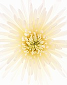 Chrysanthemum (Chrysanthemum sp.)
