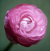 Persian buttercup (Ranunculus asiaticus)