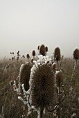 Frost-covered teasel seed heads