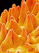 Pansy flower petal,SEM