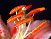 Reproductive parts of a lily flower