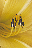 Lily flower stamens