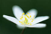 Wood anemone flower
