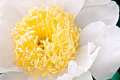 Peony (Paeonia 'White Bowl of Beauty')