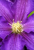 Clematis 'Lasurstern' stamens