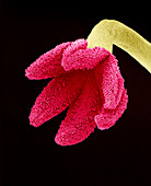 Easter cactus stigma,SEM