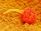Anther gland cell,SEM