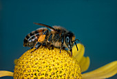 Honey bee on flower