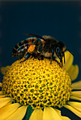 Honey bee on flower