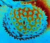 Pollen grain of ragweed