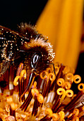 Macrophoto of worker bumble bee