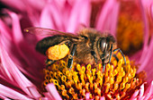 Pollen basket on honeybee